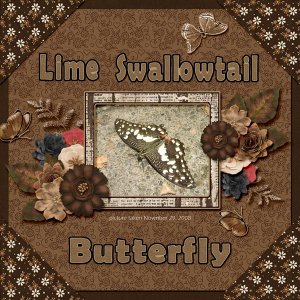 Lime Swallowtail Butterfly small.jpg