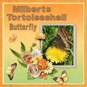 Milbert's Tortoiseshell Butterfly small.jpg