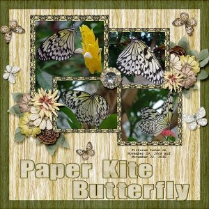 Paper Kite Butterfly small.jpg