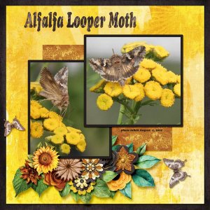 Alfalfa Looper Moth small.jpg