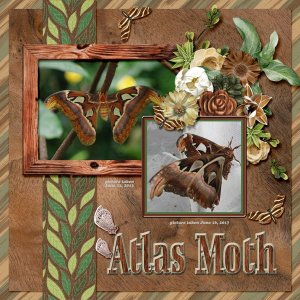 Atlas Moth small.jpg