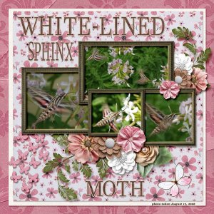 White-lined Sphinx Moth small.jpg
