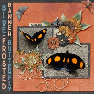 Bkue-frosted Banner Butterfly small.jpg