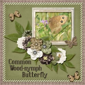 Common Wood-nymph Butterfly small.jpg
