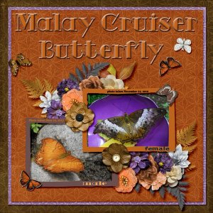 Malay Cruiser Butterfly small.jpg