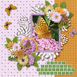 Great Spangled Fritillary Butterfly small.jpg