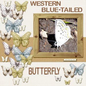 Western Blue-tailed Butterfly small.jpg