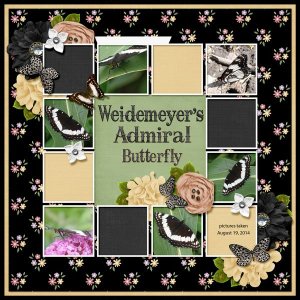 Weidemeyer's Admiral Butterfly small.jpg