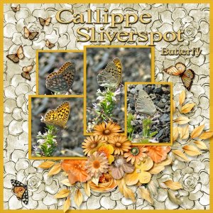 Callippe Sliverspot Butterfly small.jpg