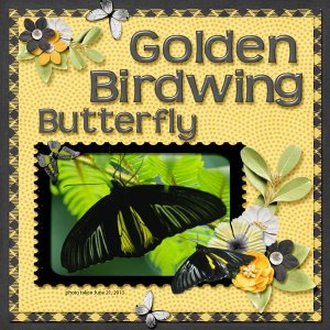 Golden Birdwing Butterfly small.jpg
