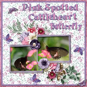 Pink Spotted Cattleheart Butterfly small.jpg