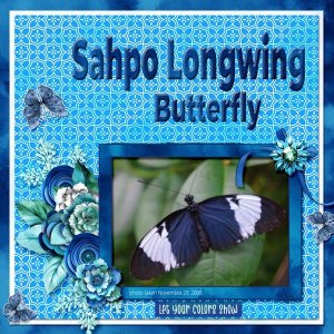 Sahpo Longwing Butterfly small.jpg