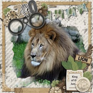 DLPatt_ZooLion_web.jpg