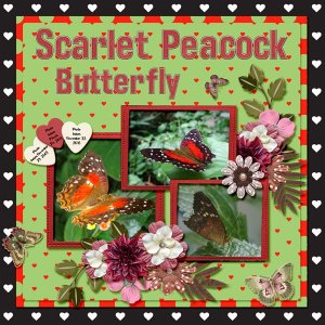 Scarlet Peacock Butterfly small.jpg