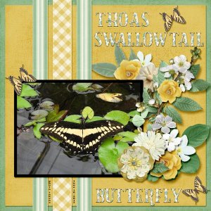 Thoas Swallowtail Butterfly small.jpg