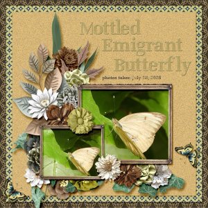 Mottled Emigrant Butterfly small.jpg