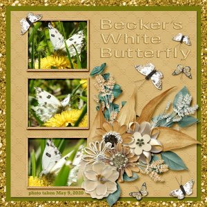Becker's White Butterfly small.jpg