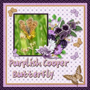 Purplish Cooper Butterfly small.jpg