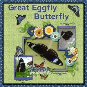 Great Eggfly Butterfly small.jpg