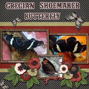Grecian Shoemaker Butterfly small.jpg