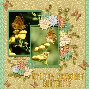 Mylitta Crescent Butterfly small.jpg
