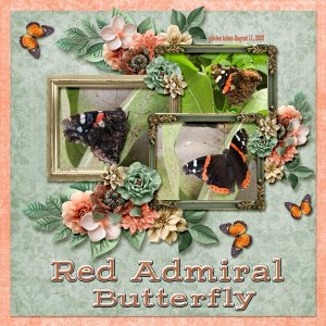 Red Admiral Butterfly small.jpg