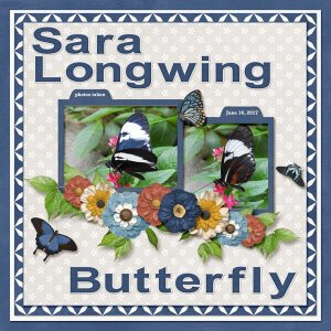 Sara Longwing Butterfly small.jpg
