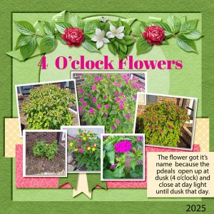 03 4 o'clock Flowers  -- Buffet.jpg