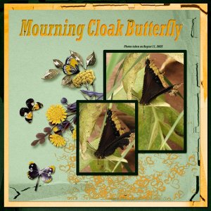 Mourning Cloak Butterfly small.jpg
