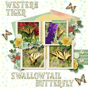 Western Tiger Swallowtail Butterfly small.jpg