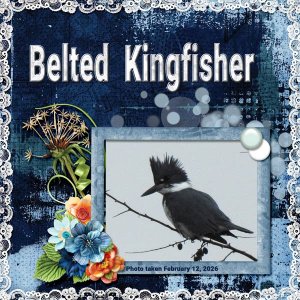 Belted Kingfisher small.jpg