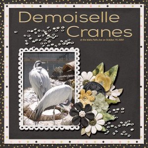 Demoiselle Cranes small.jpg