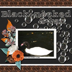 Black-necked Swan small.jpg