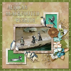 African Blackfooted Penguin small.jpg