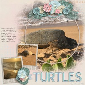 Turtles-web.jpg