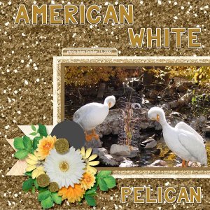 American White Pelicans small.jpg