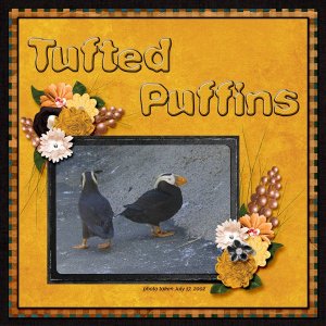 Tufted Puffins small.jpg