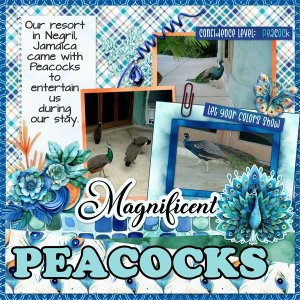 Jamaican-Peacocks-MFish_DaysCaptured02_03.jpg