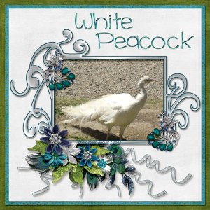 White Peacock small.jpg