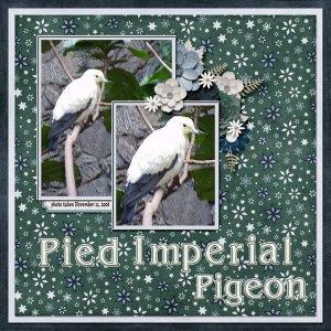 Pied Imperial Pigeon small.jpg
