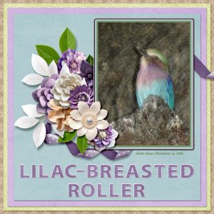 Lilac Breasted Roller small.jpg