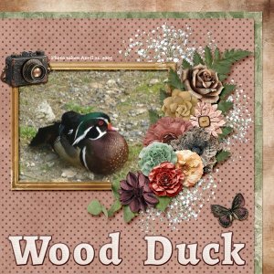 wood duck small.jpg