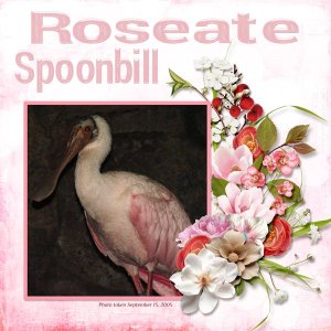 Roseate Spoonbill small.jpg
