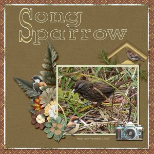 Song Sparrow small.jpg