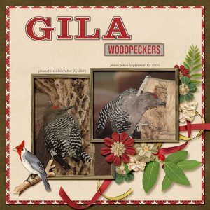 Gila Woodpecker small.jpg