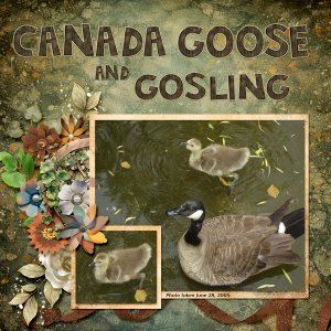 Canada Goose small.jpg
