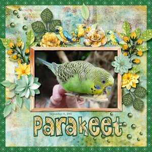 Parakeet small.jpg