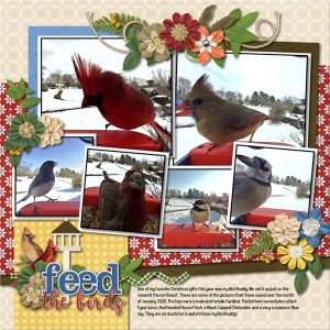 Feed the Birds.jpg