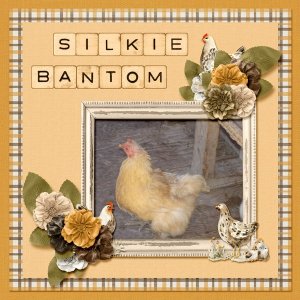 Silkie Bantom small.jpg