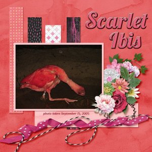 Scarlet Ibis small.jpg